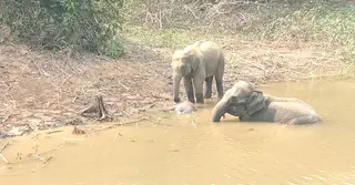 মৃত বাচ্চা হাতির মরদেহ পাহাড়ায় হাতি দম্পতি!